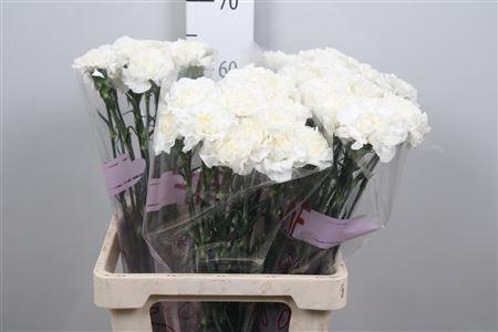 Dianthus standaard Everest