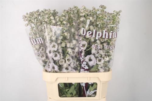 Delphinium Elatum Grp dubbelbloemig 'Dewi Spijker'