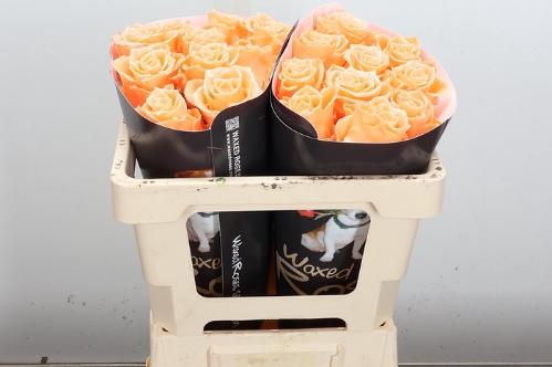 Rosa grootbloemig gewaxt H%