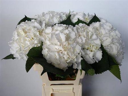 Hydrangea macrophylla Noordpool