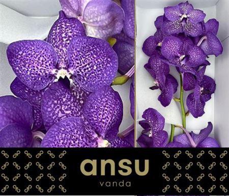 Vanda Sumathi Violet Blue