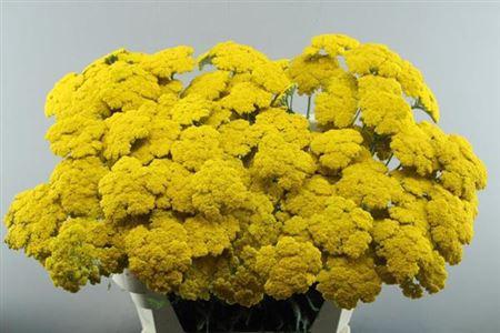 Achillea filipendulina 'Parkers Variety'