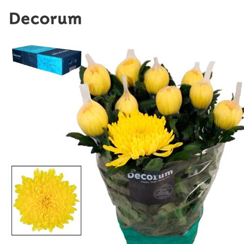 Chrysanthemum Indicum Grp geplozen kas Pjotr
