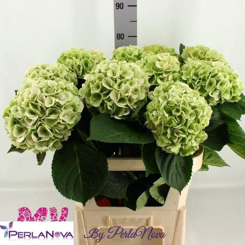 Hydrangea macrophylla My Beautiful Matcha (classic)