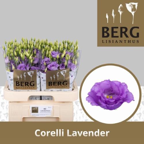 Eustoma russellianum gevuldbloemig 'Corelli Lavender'