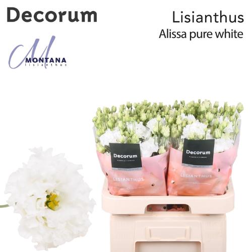 Eustoma russellianum gevuldbloemig 'Alissa Pure White'