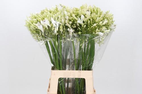 Agapanthus 'White Heaven'