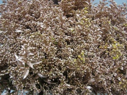 Solidago kleurbehandeld H%