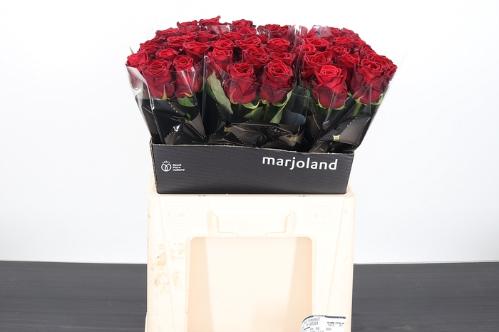 Rosa grootbloemig Red Naomi!
