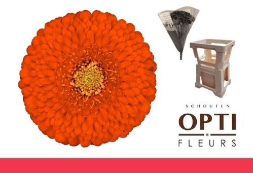 Gerbera mini bolvormig Pomponi Fozzy