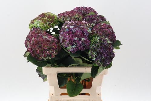 Hydrangea macrophylla Magical Revolution (classic blue)