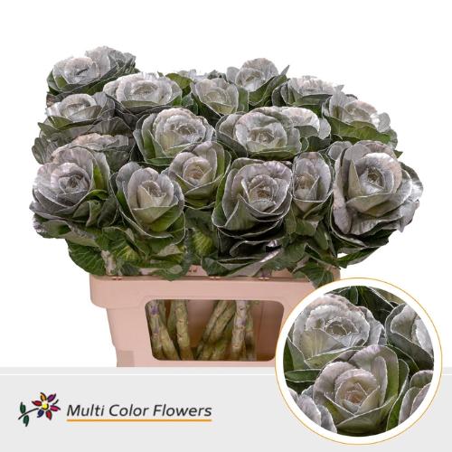 Brassica oleracea kleurbehandeld H%
