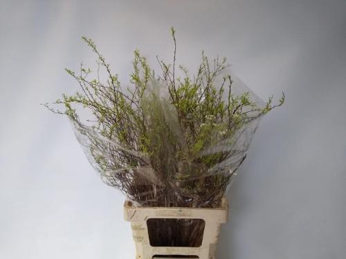 Spiraea cinerea 'Grefsheim'