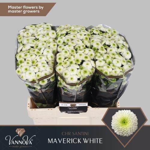 Chrysanthemum (Indicum Grp) tros santini Maverick