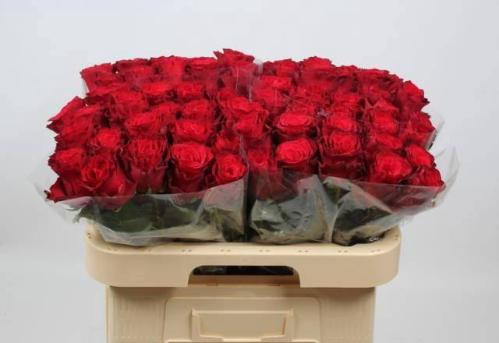 Rosa grootbloemig Rhodos