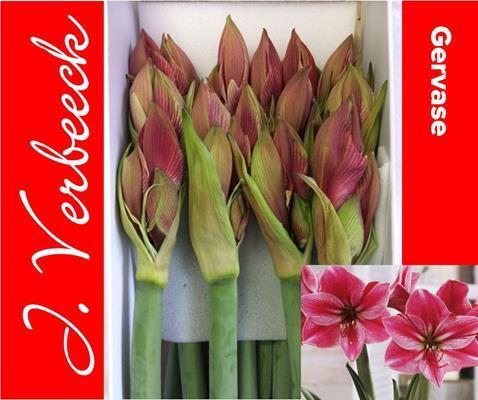 Hippeastrum Galaxy Grp 'Gervase'