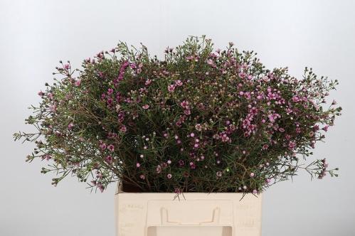 Chamelaucium uncinatum 'Jupiter'