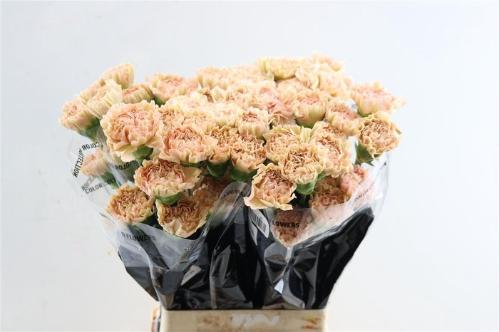 Dianthus standaard 'Lege Marrone'