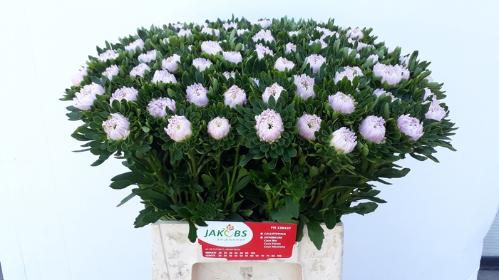 Callistephus chinensis Jules Pink