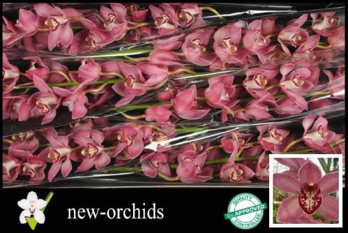 Cymbidium grootbloemig 'Pin-up'