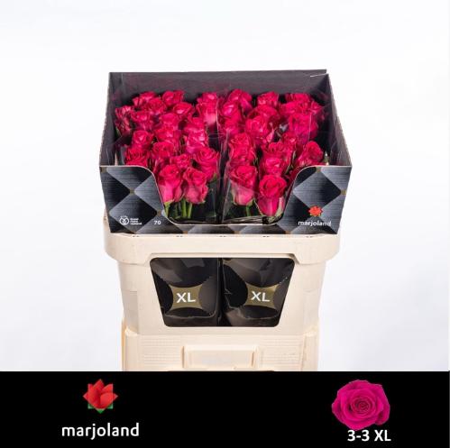 Rosa grootbloemig Xoch!