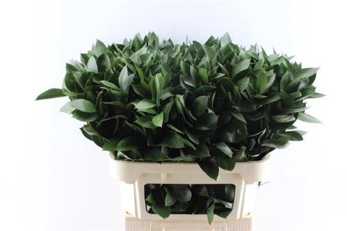 Ruscus hypophyllum (groot blad)