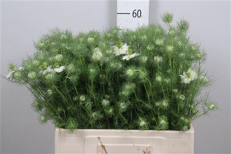 Nigella damascena 'White Lady'