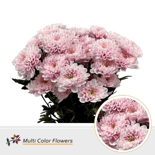 Chrysanthemum Indicum Grp tros kas kleurbehandeld H%