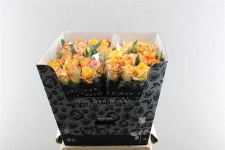 Rosa grootbloemig Catalunya+