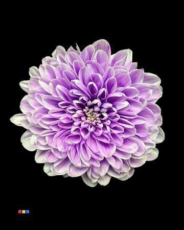 Chrysanthemum Indicum Grp tros kas kleurbehandeld H%