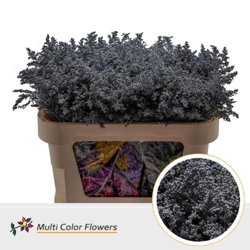 Solidago kleurbehandeld H%