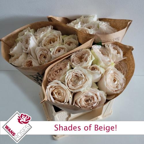 Rosa grootbloemig Shade of Beige!