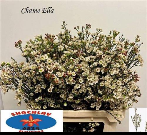 Chamelaucium uncinatum 'Ella'
