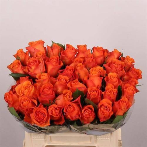 Rosa grootbloemig Orange Wave