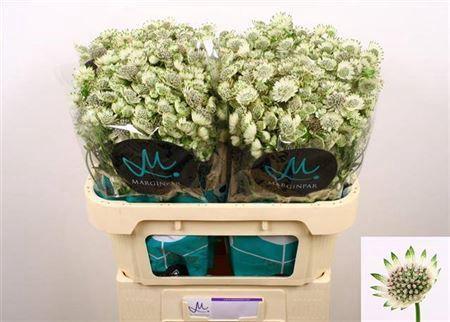 Astrantia major Billion Stars XL