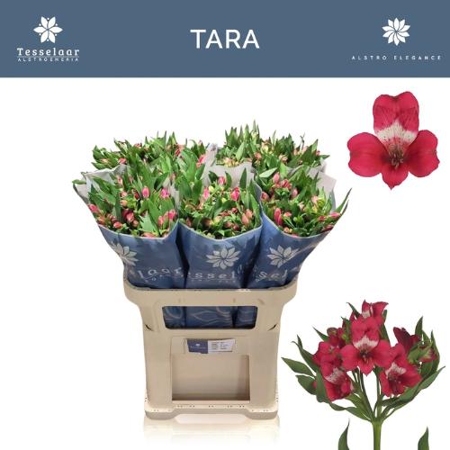 Alstroemeria Tara