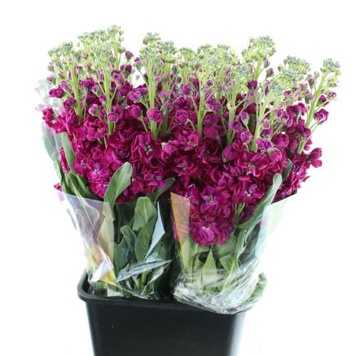 Matthiola incana 'Phantom Red'
