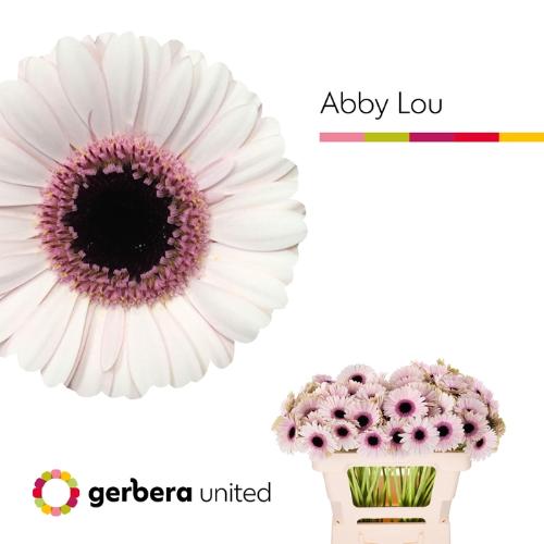 Gerbera mini Abby Lou