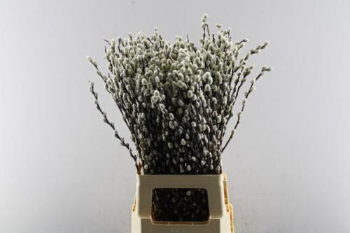 Salix caprea 'Snow Flake'