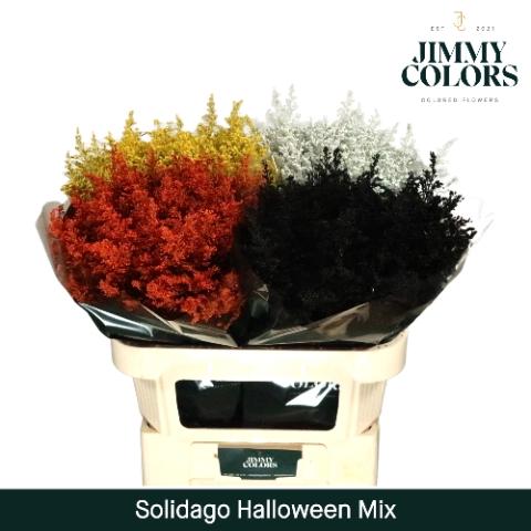 Solidago kleurbehandeld H%
