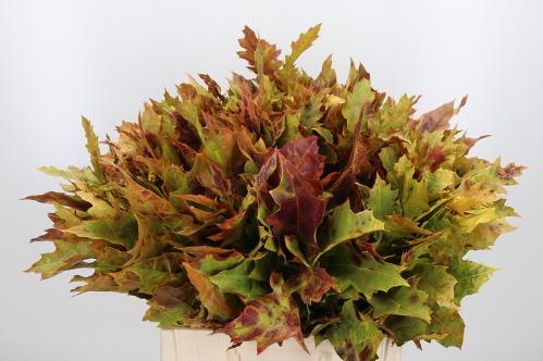 quercus overig kleurbehandeld H%