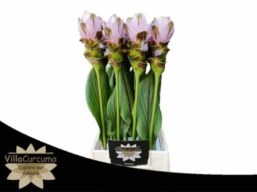 Curcuma alismatifolia Siam Shadow Pink