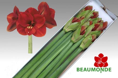 Hippeastrum Galaxy Grp 'Ferrari'