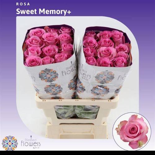Rosa grootbloemig Sweet Memory+