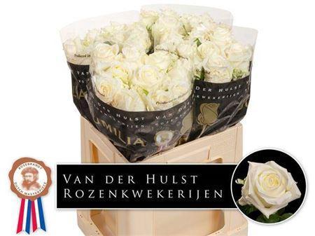 Rosa grootbloemig Noëlia