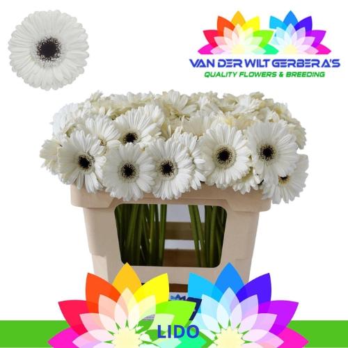 Gerbera mini Lido