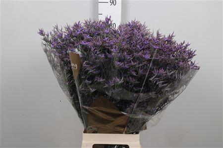 Limonium Safora Dark Blue