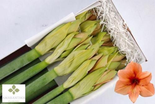 Hippeastrum Galaxy Grp 'Rilona'