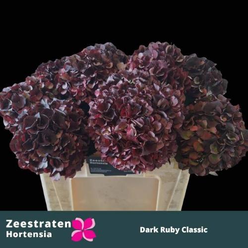 Hydrangea macrophylla Magical Dark Ruby (classic)