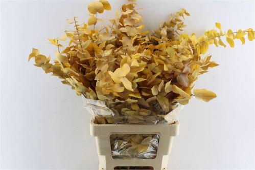 Eucalyptus kleurbehandeld per bos H%